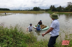 Nông dân Nông Cống khẩn trương thu hoạch lúa thu mùa bị ngập úng