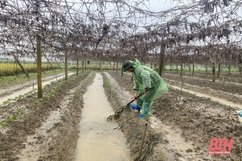 Nông dân xã Hoằng Hợp dầm mưa, bảo vệ cây trồng