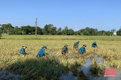 Huyện Nông Cống huy động lực lượng xuống đồng giúp dân thu hoạch lúa