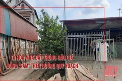 Xã Thuận Minh, huyện Thọ Xuân: Tá hỏa mua đất trúng đấu giá bỗng “nằm” trên đường quy hoạch