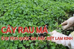 Cây rau má  ở  Di  tích Quốc gia đặc biệt Lam Kinh