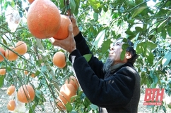 Thọ Xuân có hơn 200 ha cam, bưởi trồng theo tiêu chuẩn VietGAP