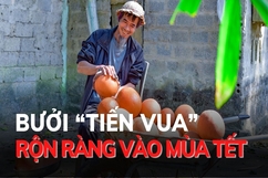 Bưởi “Tiến vua” rộn ràng vào mùa Tết