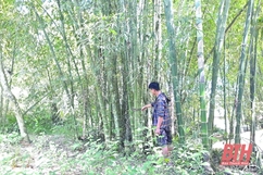 Hỗ trợ gạo dự trữ quốc gia cho công tác bảo vệ, phát triển rừng trên địa bàn các huyện Quan Sơn, Quan Hóa, Như Xuân