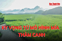 Kỳ vọng từ mô hình mía thâm canh
