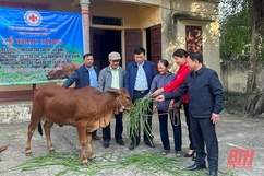 Hội Chữ thập đỏ tỉnh trao bò giống sinh sản cho 6 hộ dân xã Hoằng Hải