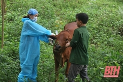 Tăng cường sự lãnh đạo của các cấp ủy đảng  đối với công tác thú y  trên địa bàn tỉnh