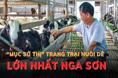 “Mục sở thị” trang trại nuôi dê lớn nhất Nga Sơn