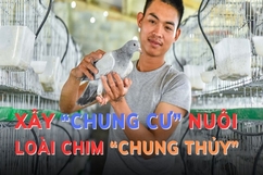 Xây “chung cư” nuôi loài chim “chung thủy”, 9x thu hàng trăm triệu đồng mỗi năm