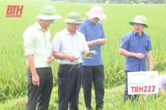 Các giống lúa mới trên đồng đất Thanh Hóa có nhiều ưu điểm, năng suất cao    