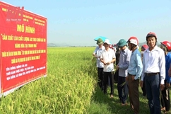 Mô hình sản xuất lúa chất lượng J02 theo chuỗi giá trị hàng hóa ở Vĩnh Lộc cho năng suất cao