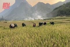 Đồn Biên phòng Tam Chung giúp dân gặt lúa dưới thời tiết nắng nóng trên 40 độ C