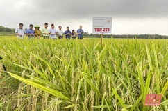 Để liên kết sản xuất và tiêu thụ sản phẩm là nhân tố phát triển nông nghiệp bền vững (Bài 2): Những khó khăn trong tổ chức liên kết sản xuất và tiêu thụ sản phẩm