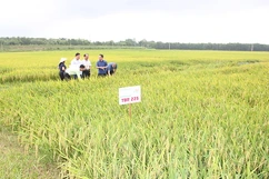 Kinh tế - xã hội 6 tháng đầu năm: Nỗ lực vượt khó, tạo đà tăng trưởng (Bài 3): Nông nghiệp - vị thế một trụ cột tăng trưởng