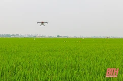 Thực hiện các biện pháp phòng trừ sâu bệnh hại lúa vụ mùa
