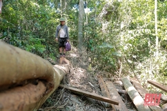 Kết quả kiểm tra, xác minh thông tin phản ánh về khai thác gỗ trái pháp luật tại Như Xuân