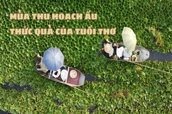 Mùa thu hoạch ấu - Thức quà của tuổi thơ