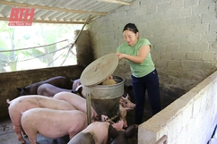 Chuyện thoát nghèo của Tổ hợp tác chăn nuôi lợn nái sinh sản làng Gió