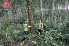 Trồng mới rừng bằng cây nuôi cấy mô góp phần nâng cao chất lượng rừng trồng