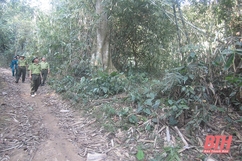 Bảo vệ, quản lý bền vững rừng vùng biên Quan Sơn