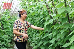 Trăn trở vùng rau an toàn