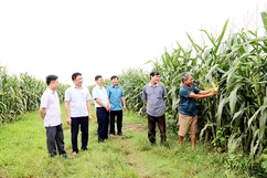 Hiệu quả mô hình trồng ngô sinh khối ở xã Định Long