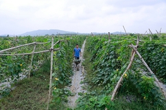 Điểm sáng trong sản xuất vụ đông