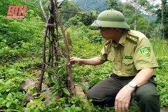 Bảo tồn và phát triển dược liệu bản địa dưới tán rừng