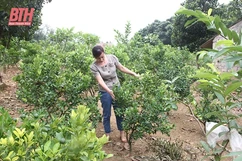 Phát triển kinh tế V-A-C trên vườn đồi Ngọc Lặc