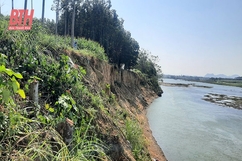 Báo động tình trạng sạt lở bờ sông Chu