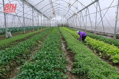 Chủ động sản xuất rau màu phục vụ thị trường Tết Nguyên đán