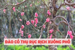 Đào cổ thụ rục rịch xuống phố