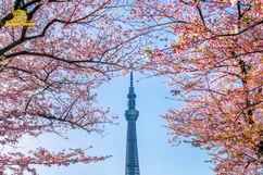 Tour Nhật Bản  ngắm hoa anh đào độc đáo  không thể bỏ lỡ