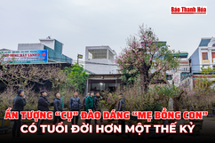 Ấn tượng “cụ” đào dáng “mẹ bồng con” có tuổi đời hơn một thế kỷ tại Thanh Hóa