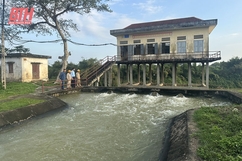 Thạch Thành: Chủ động bảo đảm nước tưới cho cây trồng vụ chiêm xuân