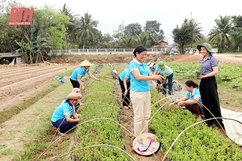 “Sống xanh” với “hàng rào xanh”