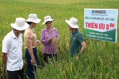 Hội thảo đầu bờ giống lúa Thiên ưu 8 thế hệ mới tại xã Thượng Ninh