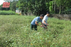 Phát triển HTX nông nghiệp hữu cơ