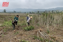 Liên kết trong sản xuất nông nghiệp ở Ngọc Lặc