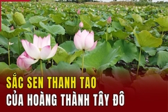 Sắc sen thanh tao của Hoàng thành Tây Đô