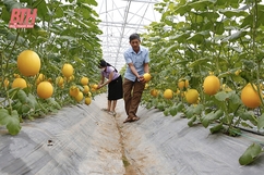 Xứ Thanh - Nơi hội tụ sản phẩm tinh hoa (Bài 1): “Quả ngọt” từ nông nghiệp ứng dụng công nghệ cao