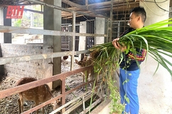 Triển vọng từ mô hình nuôi hươu sao