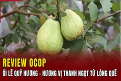 [REVIEW OCOP] Ổi lê Quý Hương - Hương vị thanh ngọt từ lòng quê