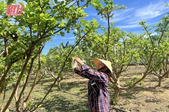 Hội Làm vườn và Trang trại Ngọc Lặc với phong trào cải tạo vườn tạp, xây dựng vườn mẫu