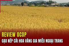 [REVIEW OCOP] Gạo nếp cái hoa vàng Gia Miêu Ngoại Trang