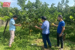 Thọ Xuân phát triển sản phẩm nông nghiệp có lợi thế