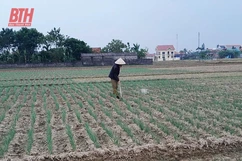 Nga Sơn nâng cao giá trị sản xuất vụ đông
