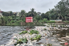 Cá chết la liệt trên suối Cổ Đam thị xã Bỉm Sơn 