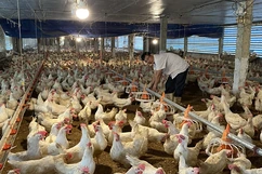 Nâng cao thu nhập nhờ phát triển các mô hình kinh tế