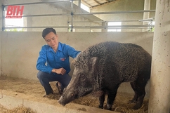 Làm giàu trên đất quê hương